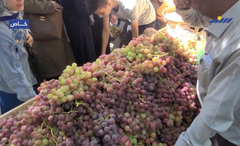 مهرجان العنب بالخليل.. عنقود من الأرض في وجه الاقتلاع
