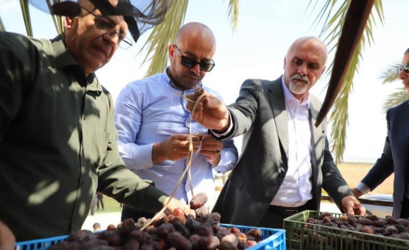 إطلاق موسم قطف التمور في أريحا والأغوار