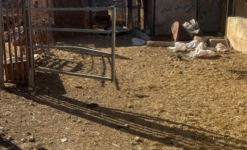 مستوطنون يسرقون ٣٠٠ رأس من الأغنام شرق رام الله