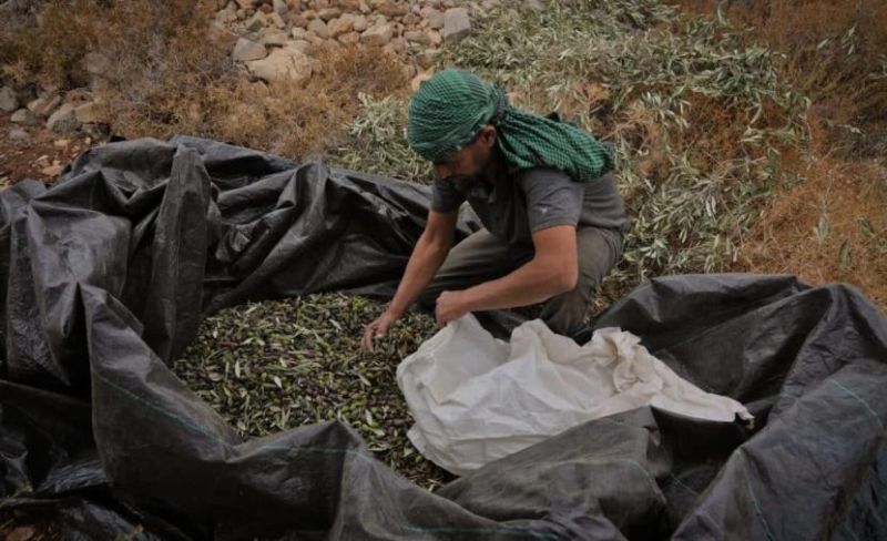موسم الزيتون بالضفة تحت هجمات المستوطنين وقيود الوصول