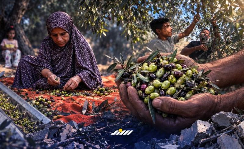 من مُوزّع للخير إلى باحثٍ عن قطرة زيت.. زيتون غزة من الوفرة إلى الأطلال