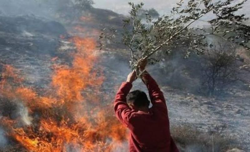مستوطنون يشعلون النار بأشجار الزيتون في سلفيت