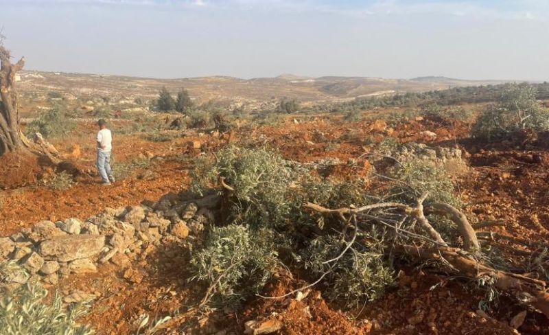 مستوطنون يقطعون 120 شجرة زيتون في كيسان