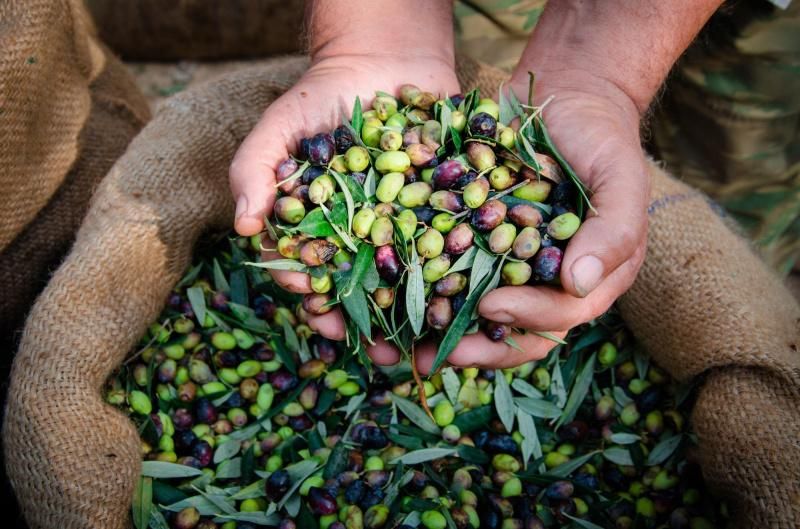 مجلس الزيتون لـ"راية": التغير المناخي يهدد بخفض إنتاج الزيتون في فلسطين بنسبة 40% بحلول 2050