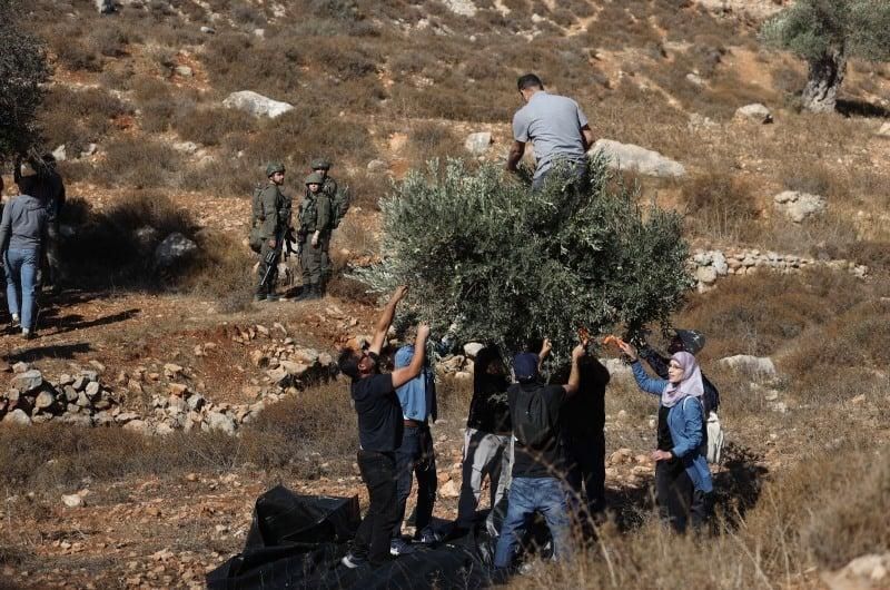 خاص| هل يتحول موسم الزيتون إلى بوابة جديدة لتوسيع الاستيطان في الضفة؟
