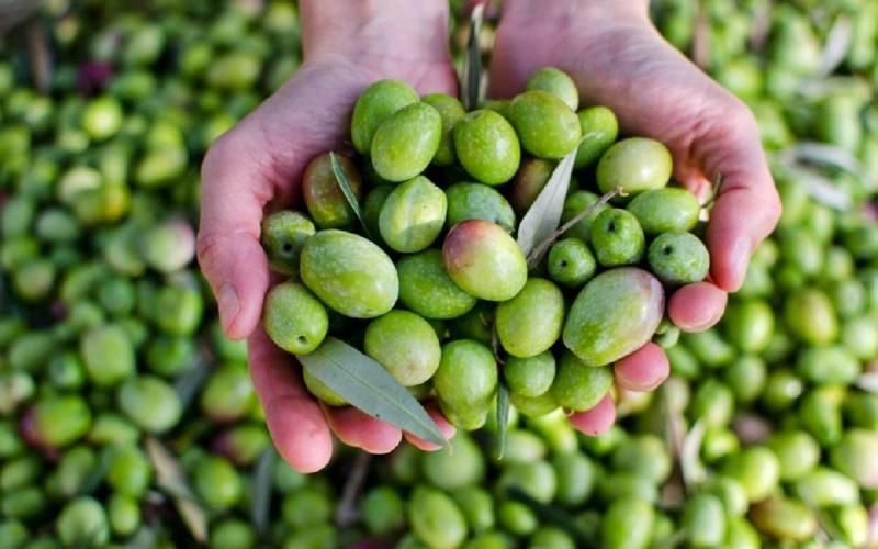 المفتي العام يدعو إلى إخراج زكاة الزيت والزيتون