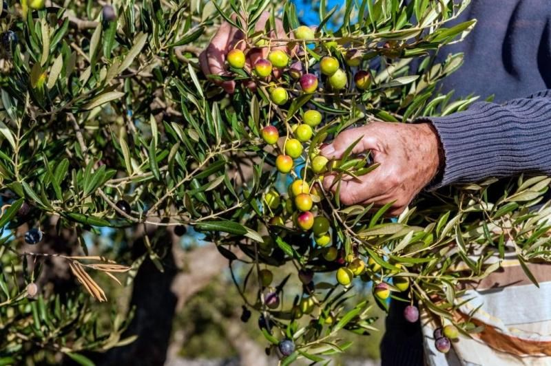 القبض على 4 أشخاص متلبسين أثناء قطف ثمار الزيتون في جنين