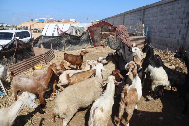 الزراعة بغزة لراية: نسبة الدمار في قطاع الثروة الحيوانية بلغ 99%