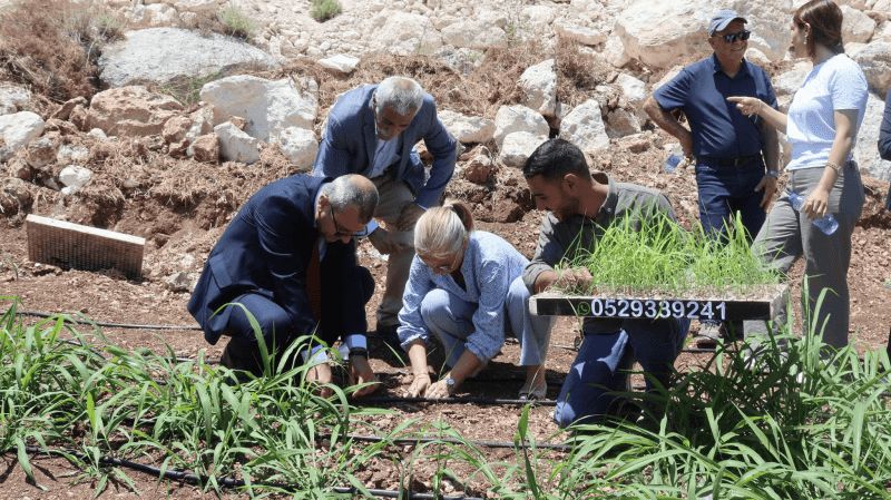"البونيكام" يدخل فلسطين كمحصول واعد لدعم مربي الثروة الحيوانية