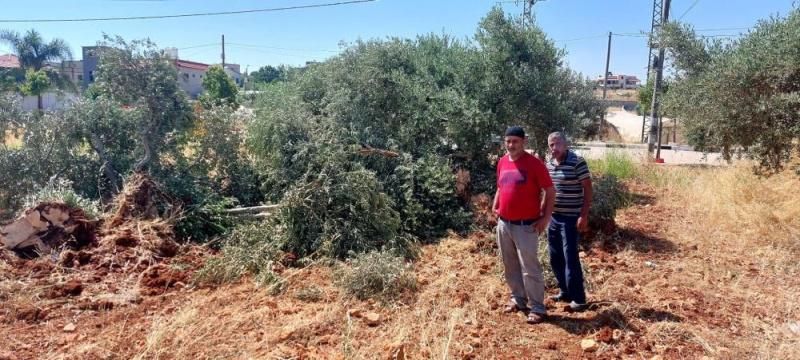 مستوطنون يعتدون على مزارعين شمال سلفيت ويسرقون ثمار الزيتون