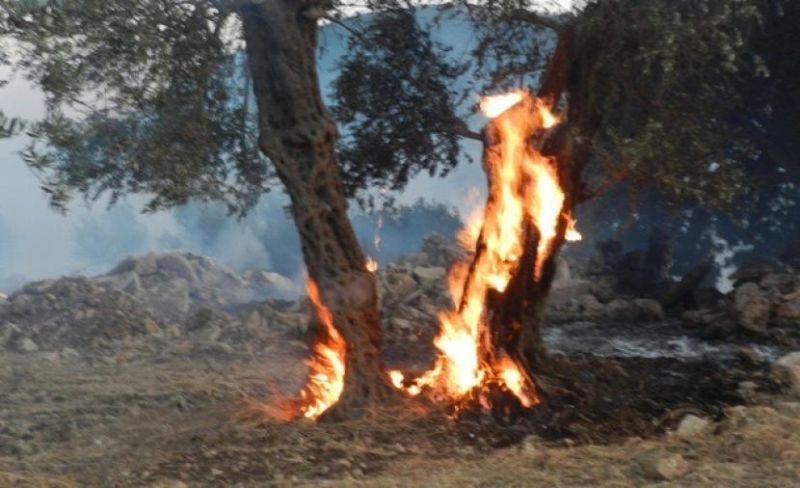 مستوطنون يحرقون أراضي المواطنين شرق بيت لحم