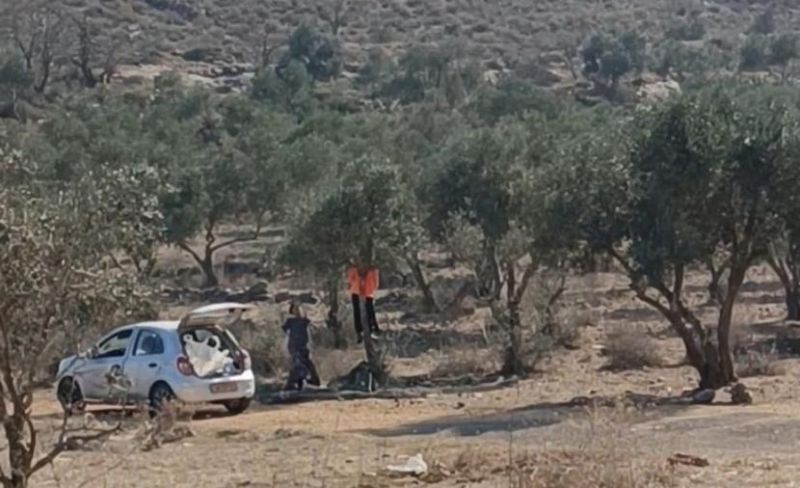 مستوطنون يسرقون ثمار وزيت زيتون جنوب جنين