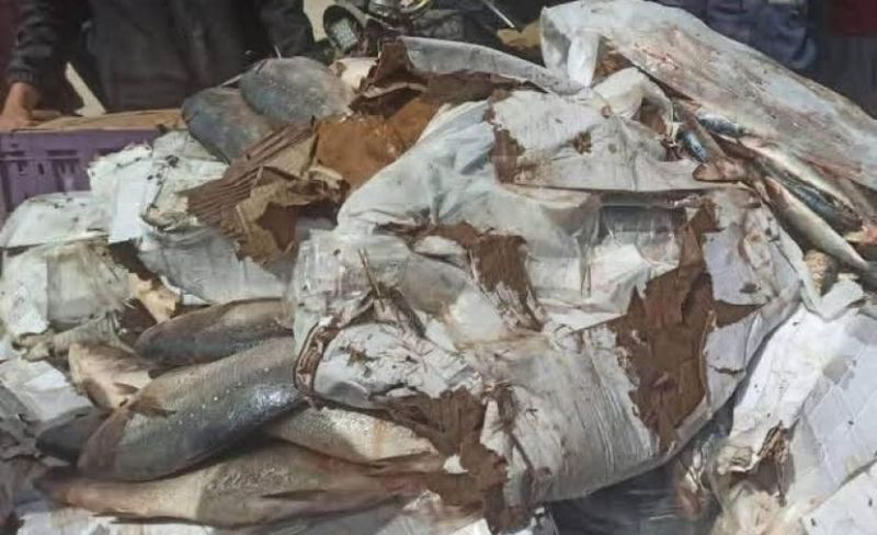 مباحث التموين بخانيونس تضبط وتتلف 279 كجم سمك مجمد فاسد