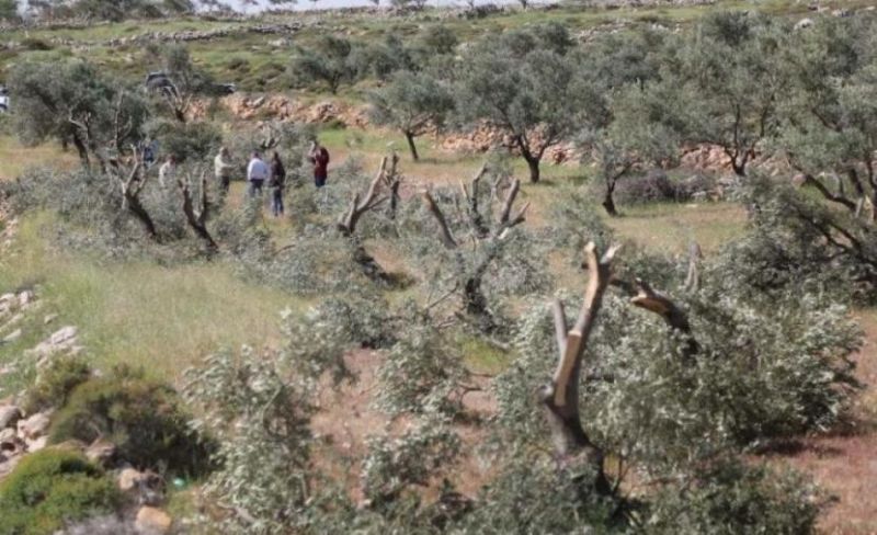 مستوطنون يقطعون نحو 450 شجرة جوافة مثمرة في خربة فراسين بجنين