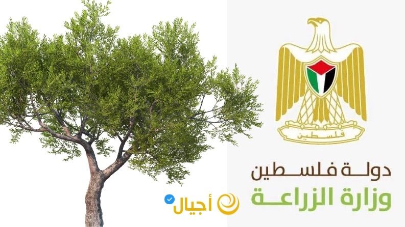 الزراعة توضح حقيقة نقل أشجار الزيتون في الخليل