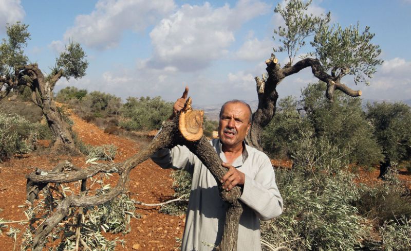 "مقاومة الجدار": 14 اعتداءً على المزارعين وموسم الزيتون في أربع محافظات خلال يوم