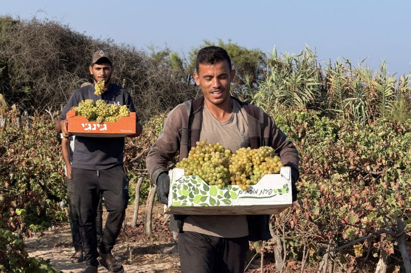 بالصور.. عنب غزة إلى الأسواق رغم الدمار